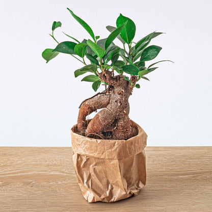 Kamerplant - Ficus microcarpa Ginseng Bonsai - Pot Ø 9cm