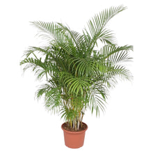 XL Kamerplant - Dypsis Lutescens (Areca Palm) - Pot Ø 40cm Hoogte ↕ 200cm