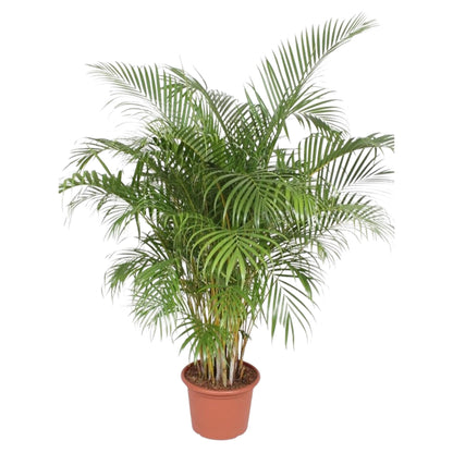 XL Kamerplant - Dypsis Lutescens (Areca Palm) - Pot Ø 40cm Hoogte ↕ 200cm