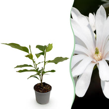 Buitenplant - Magnolia stellata 'Royal Star' - Bloem Wit - Pot Ø 12cm Hoogte ↕ 30cm