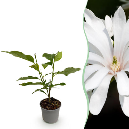 Buitenplant - Magnolia stellata 'Royal Star' - Bloem Wit - Pot Ø 12cm Hoogte ↕ 30cm