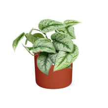 Kamerplant - Scindapsus Pictus 'Trebie' - Incl. sierpot - Pot Ø 14cm