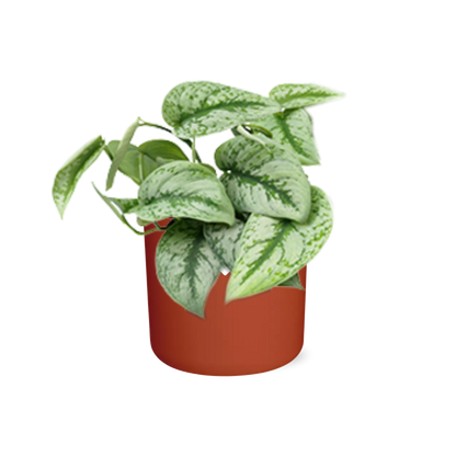 Kamerplant - Scindapsus Pictus 'Trebie' - Incl. sierpot - Pot Ø 14cm