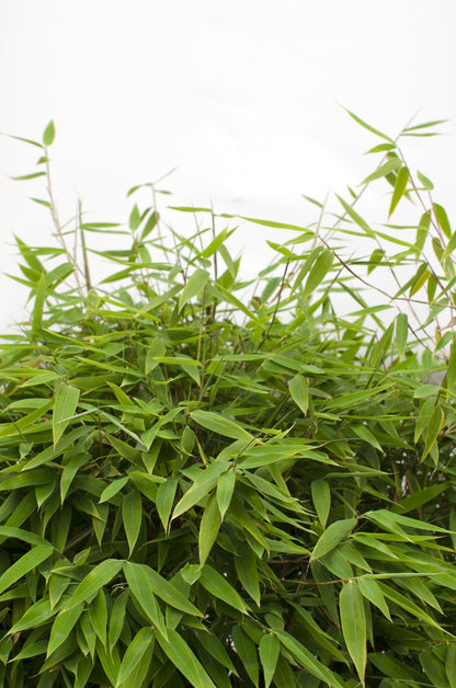 Buitenplant - Fargesia 'Moontears'® - Niet-woekerende bamboe - Pot Ø 29cm Hoogte ↕ 70cm