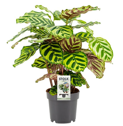 Kamerplant - Calathea Makoyana - Pot Ø 14cm Hoogte ↕ 45cm
