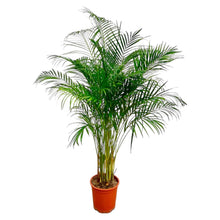 XL Kamerplant - Dypsis Lutescens (Areca Palm) - Pot Ø 27cm Hoogte ↕ 160cm