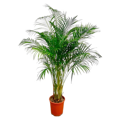Kamerplant - Dypsis Lutescens (Areca Palm) - Hoogte ↕ 12-230cm
