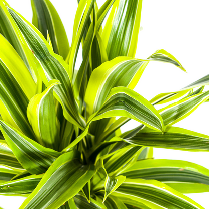 Kamerplant - Dracaena Deremensis Lemon Lime - Pot Ø 19cm Hoogte ↕ 70-90cm