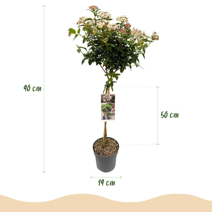 Buitenplant - Viburnum tinus 'Eve Price' op stam - Bladhoudend - Pot Ø 19cm Hoogte ↕ 90cm