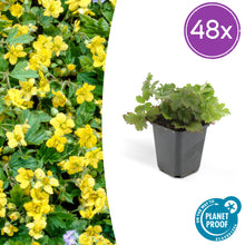 Buitenplant 48x Waldsteinia ternata - Pot Ø 9cm Hoogte ↕ 10-25cm