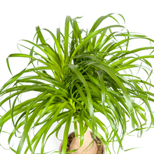 Kamerplant - Beaucarnea Recurvata - Pot Ø 21cm Hoogte ↕ 60-80cm