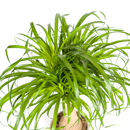 Kamerplant - Beaucarnea Recurvata - Pot Ø 21cm Hoogte ↕ 60-80cm