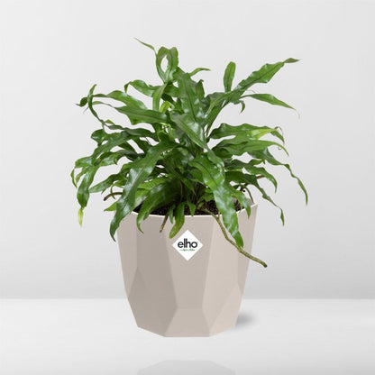 Kamerplant - Microsorum Diversifolium - Pot Ø 14cm
