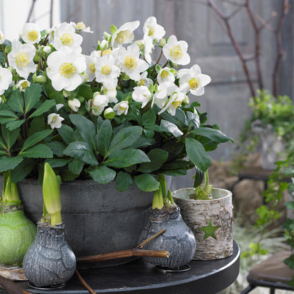 Buitenplant 2x Helleborus Christmas Carol - Bloeiend - Pot Ø 17cm Hoogte ↕ 35cm