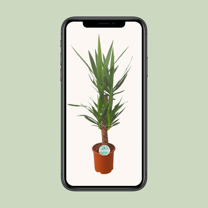 Kamerplant - Yucca - Pot Ø 21cm Hoogte ↕ 90cm
