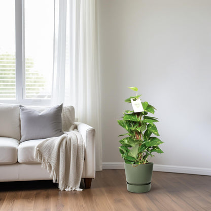 Kamerplant - Epipremnum Pinnatum op Mosstok - Pot Ø 15cm Hoogte ↕ 60cm