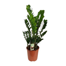 Kamerplant - Zamioculcas Zamiifolia - Luchtzuiverend - Pot Ø 27cm Hoogte ↕ 100cm