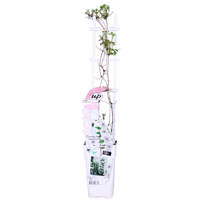 Buitenplant - Clematis Corinne - Bloeiend - Pot Ø 15cm Hoogte ↕ 65cm