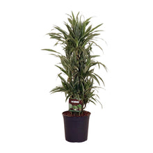XL plant Dracaena Fragrans Warneckei - Luchtzuiverend - Pot Ø 27cm Hoogte ↕ 110cm