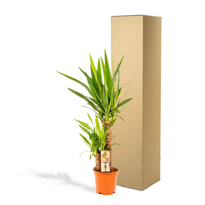 Kamerplant - Yucca - Pot Ø 17cm Hoogte ↕ 90cm