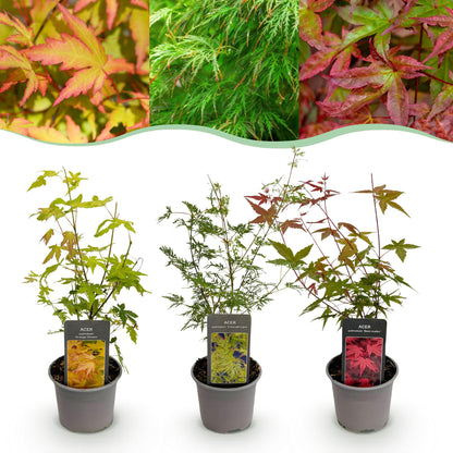 Buitenplant 3x Acer palmatum 'Tricolour' - Pot Ø 12cm Hoogte ↕ 35cm