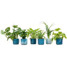 Verrassingsbox - 6 kamerplanten incl. ronde pot Ø 14cm - Atlantisch Blauw