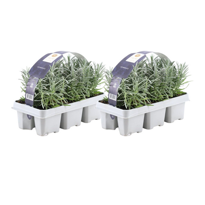 Buitenplant 12x Lavendel angustifolia - Bloeiend - Pot Ø 7cm Hoogte ↕ 15cm