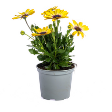 Buitenplant 8x Osteospermum Ecklonis Gelb - Bloeiend - Pot Ø 12cm Hoogte ↕ 20cm