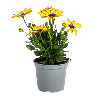Buitenplant 8x Osteospermum Ecklonis Gelb - Bloeiend - Pot Ø 12cm Hoogte ↕ 20cm
