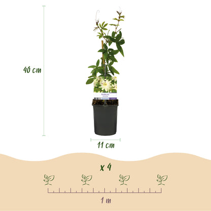 Buitenplant 2x Passiflora Avalanche - Bloeiend - Pot Ø 11cm Hoogte ↕ 40cm