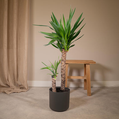 Kamerplant - Yucca Elephantipes - Pot Ø 21cm Hoogte ↕ 100cm