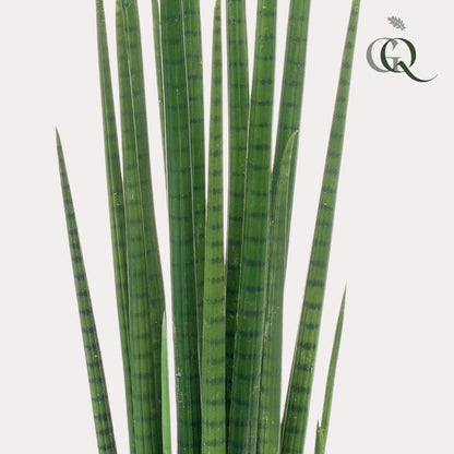 Kunstplant - Sansevieria Cylindrica - Vrouwentong - Hoogte ↕ 70cm