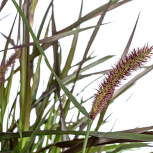 Buitenplant - Pennisetum x Advena Chelsea - Pot Ø 27cm Hoogte ↕ 70-80cm