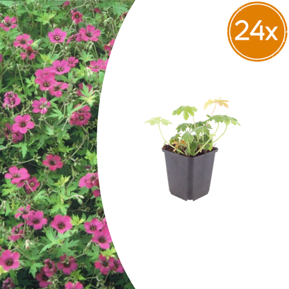 24x Geranium macr. 'Bevan's Variety' - ↕10-25cm - Ø9cm