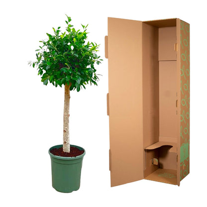 Kamerplant - Ficus Nitida op stam - Pot Ø 30cm Hoogte ↕ 130cm