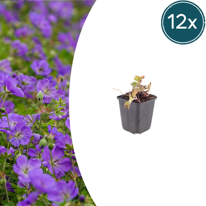 Buitenplant 12x Geranium 'Azure Rush' - Bloeiend - Pot Ø 9cm Hoogte ↕ 10-25cm