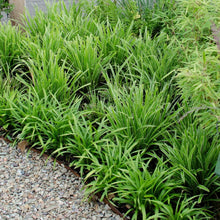Buitenplant 6x Carex morrowi 'Ice Dance' - Pot Ø 14cm Hoogte ↕ 25cm