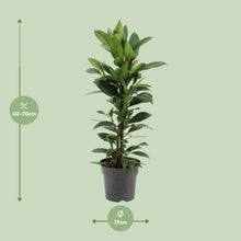 Kamerplant - Ficus Cyathistipula - Pot Ø 17cm Hoogte ↕ 70cm