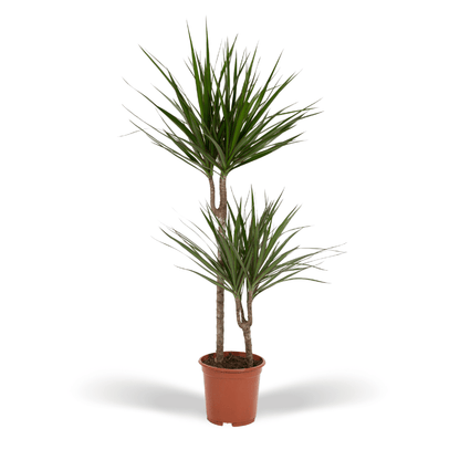 Kamerplant - Dracaena Marginata - Pot Ø 19cm Hoogte ↕ 100cm