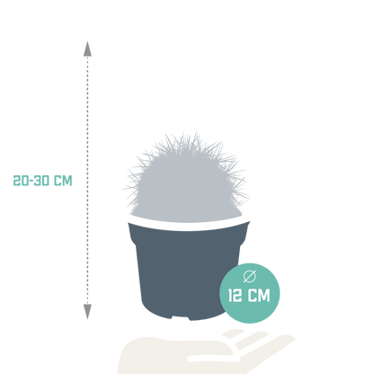 Kamerplant - Echinocactus grusonii - Pot Ø 12cm