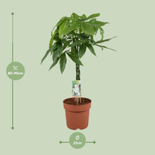 Kamerplant - Pachira Aquatica - Pot Ø 21cm Hoogte ↕ 90cm