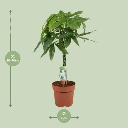Kamerplant - Pachira Aquatica - Hoogte ↕ 35-160cm