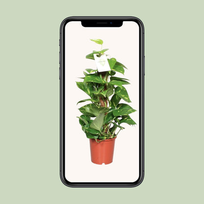 Kamerplant - Epipremnum Aureum - Pot Ø 15cm Hoogte ↕ 60cm