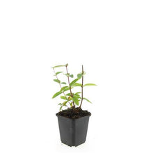 Buitenplant 48x Hypericum inodorum 'Annebel' - Bloeiend - Pot Ø 9cm Hoogte ↕ 10-25cm