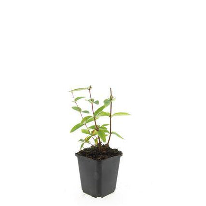 Buitenplant 48x Hypericum inodorum 'Annebel' - Bloeiend - Pot Ø 9cm Hoogte ↕ 10-25cm