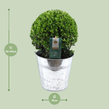 Buitenplant - Ilex Crenata 'Jenny' Ball - Winterhard - Pot Ø 19cm Hoogte ↕ 40cm