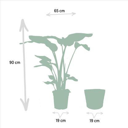 Kamerplant - Strelitzia Nicolai ↕85cm + Monstera Deliciosa ↕75cm + Mand Igmar
