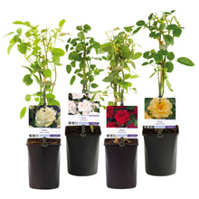 Buitenplant 4x Klimroos Rosa Rainbow - Bloeiend - Pot Ø 11cm Hoogte ↕ 40cm