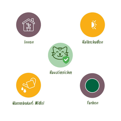 Green boutiQ - Kamerplant - Maranta Fascinator Silverband - Gebedsplant - Huisdiervriendelijk - Groen - 4 Planten - Pot 12cm - Hoogte 30-35cm