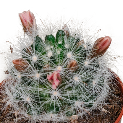 Kamerplant 5x Cactus Mix - Bloeiend - Pot Ø 5.5cm